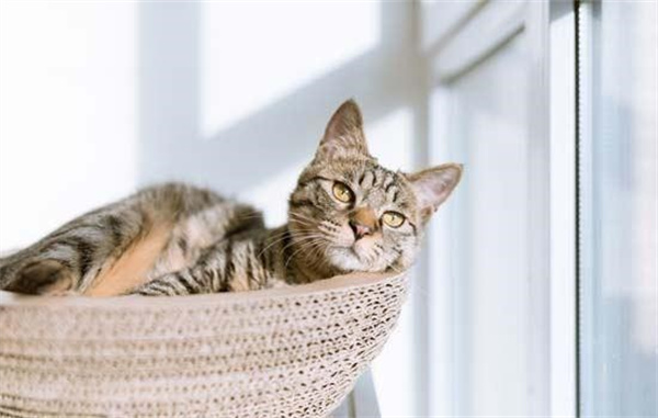 猫瘟是通过什么方式传染给别的猫？