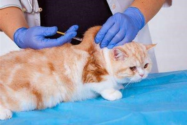 猫咪乳腺炎的症状和预防治疗方法