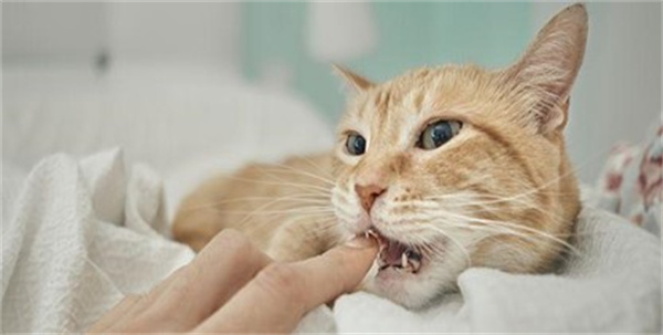 猫牙发炎了怎么办 一定要及时治疗