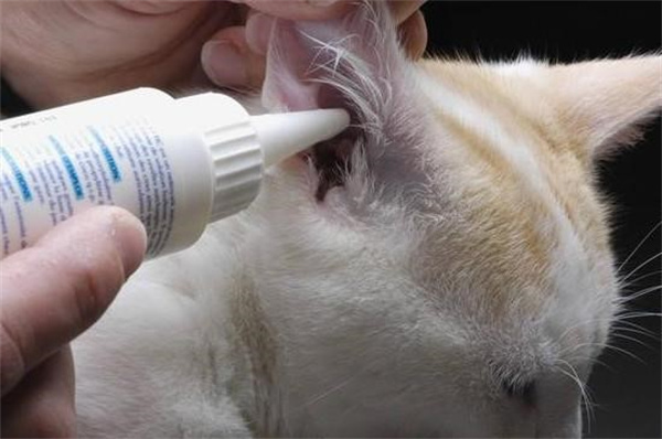 猫咪耳朵细菌感染症状和治疗