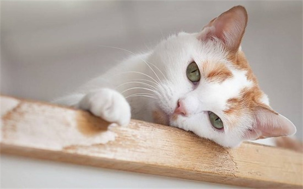 猫咪尿尿频繁每次只尿一滴可能是什么原因