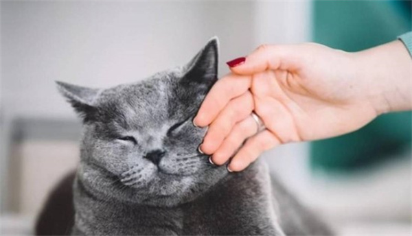 为什么猫咪平常很喜欢被摸头