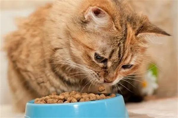 成年猫一个月吃多少猫粮
