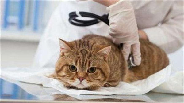 为什么猫不自觉漏屎 可能是膀胱炎