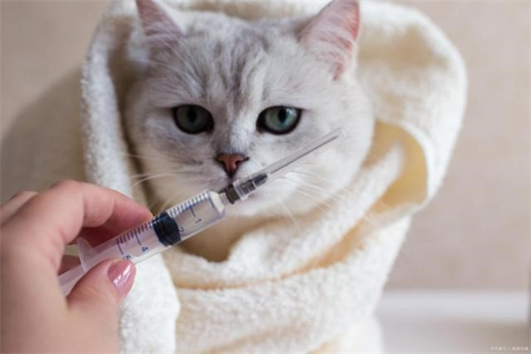 猫咪打完疫苗发抖是为什么