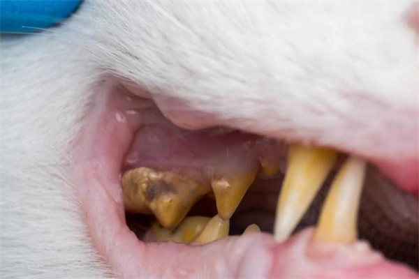 为什么猫咪也会有牙结石