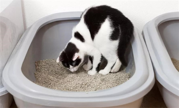 怎样训练猫用猫砂 应该遵循哪些原则