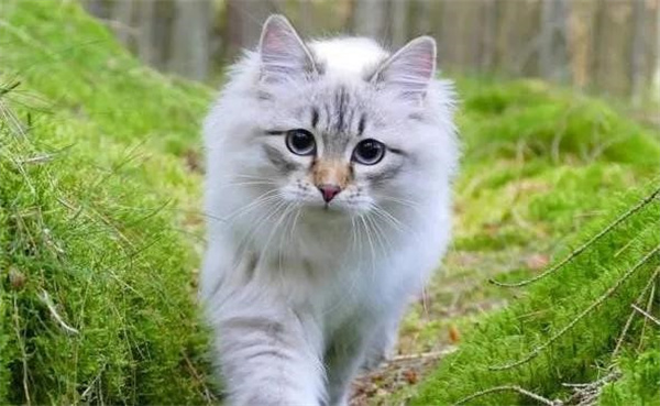 西伯利亚猫的性格特点有哪些