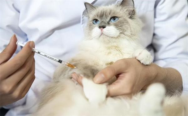猫咪患了葡萄球菌病怎么办