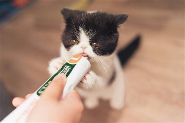 猫咪化毛膏使用的注意事项有哪些