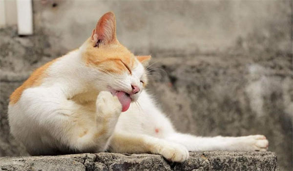 为什么猫咪平常喜欢舔自己