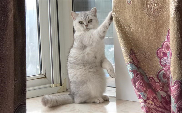猫总是抓窗帘怎么办