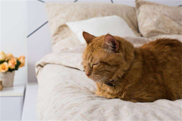 猫为什么喜欢睡床尾
