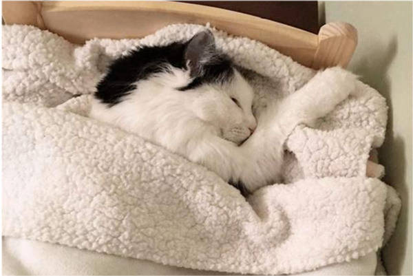 猫为什么喜欢睡床尾