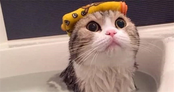 猫冬天可以洗澡吗