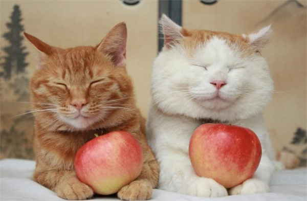 猫可以吃水果吗  有些水果是绝对不可以碰的