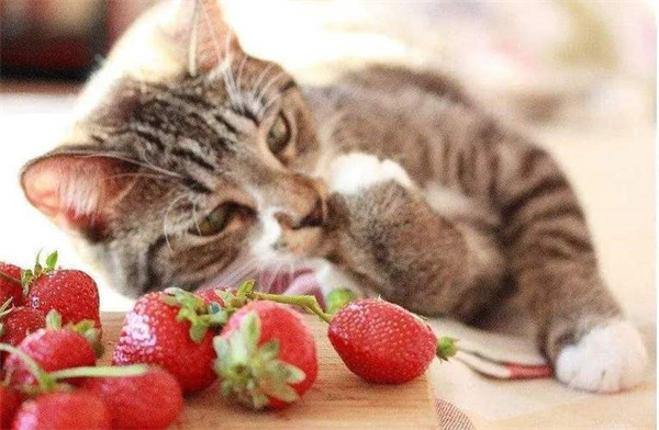 猫可以吃水果吗  有些水果是绝对不可以碰的