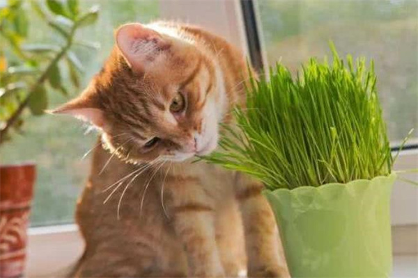 猫咪多大可以吃猫草 吃猫草有什么好处吗