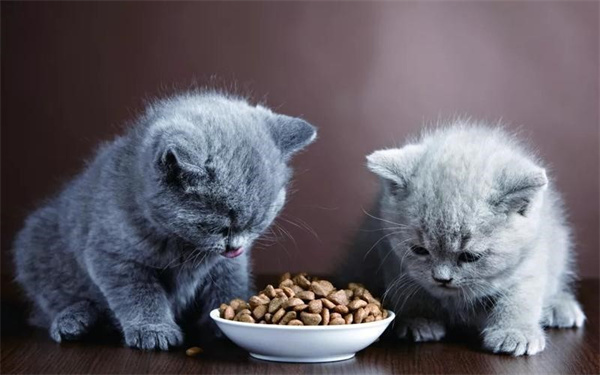 喵咪挑食怎么办 改变猫咪的饮食习惯是必然