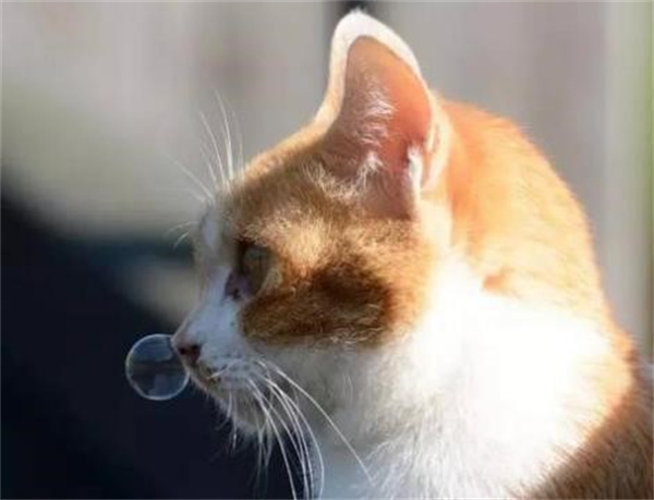 猫冬天经常打喷嚏流鼻涕 是猫鼻支吗