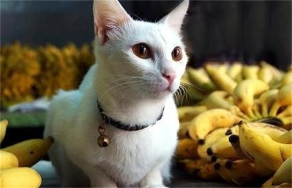 猫可以吃香蕉吗 任何水果都不可以过量喂食
