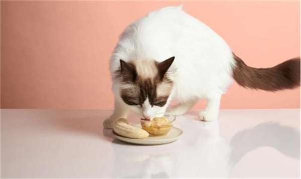猫可以吃香蕉吗 任何水果都不可以过量喂食