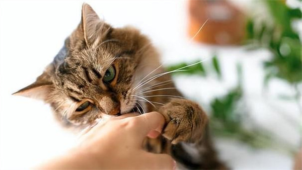 猫咪爱咬人怎么办 如何纠正猫咪咬人的习惯