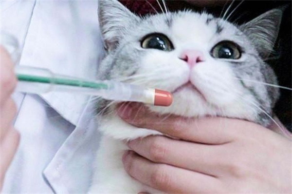 猫咪的体外驱虫药如何使用