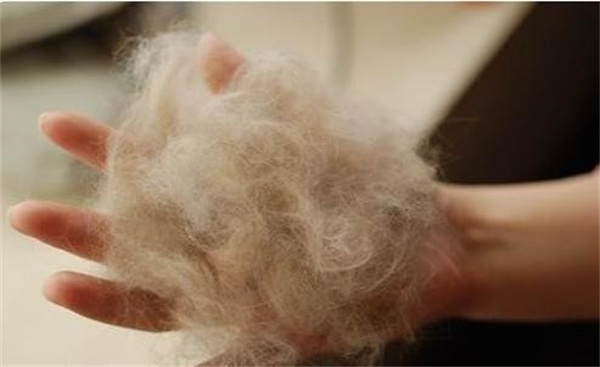 猫咪冬天毛为什么会蓬松需要特别护理吗
