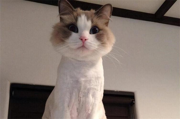 猫咪冬天能剃毛吗 会对猫咪产生什么不好的影响?
