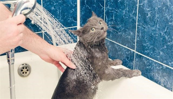 猫咪冬天能洗澡吗 冬天洗澡的正确步骤和方法
