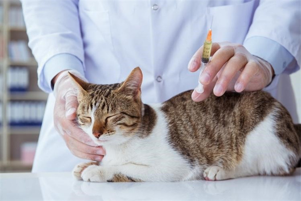 美国卷耳猫传染性鼻气管炎怎么治疗