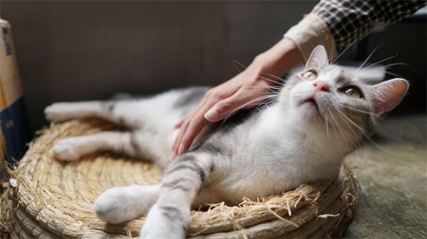 猫咪腹泻的原因和治疗方法