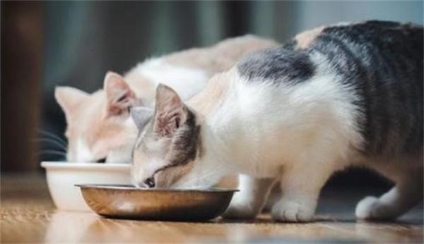 猫咪腹泻的原因和治疗方法