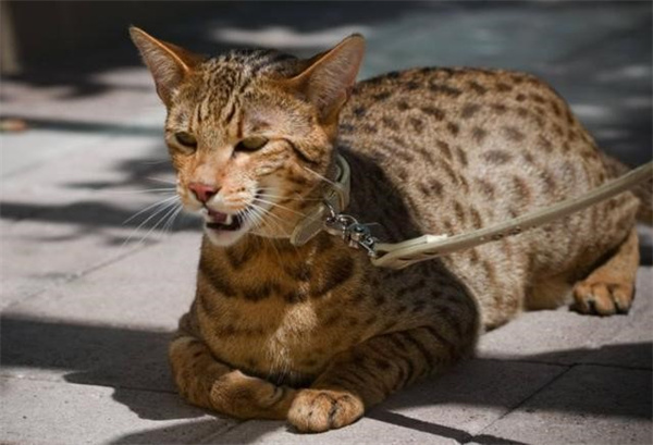 热带草原猫怎么喂养 各阶段喂养技巧