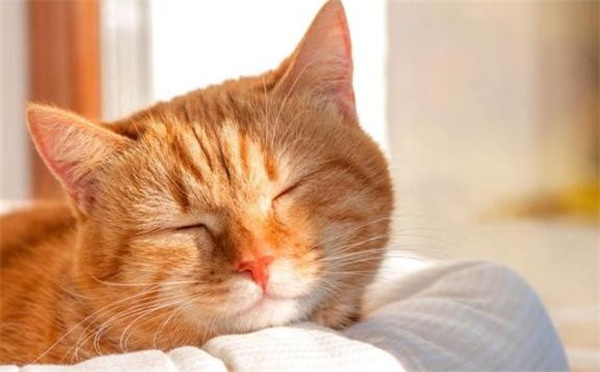 猫咪一天要睡多久算正常