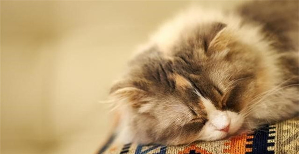 猫咪一天要睡多久算正常