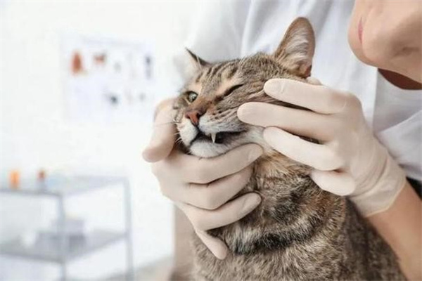 为什么猫身上有腥味儿 可能是口腔疾病