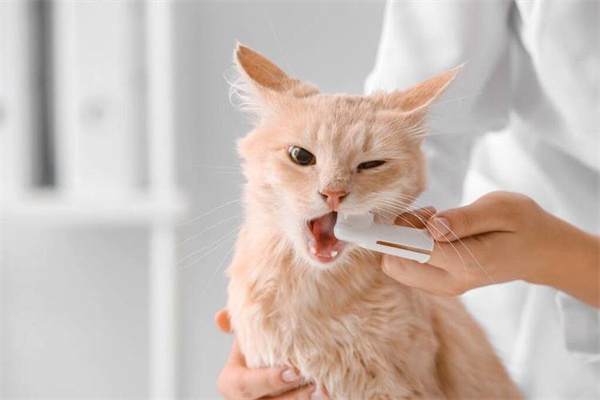 为什么猫身上有腥味儿 可能是口腔疾病