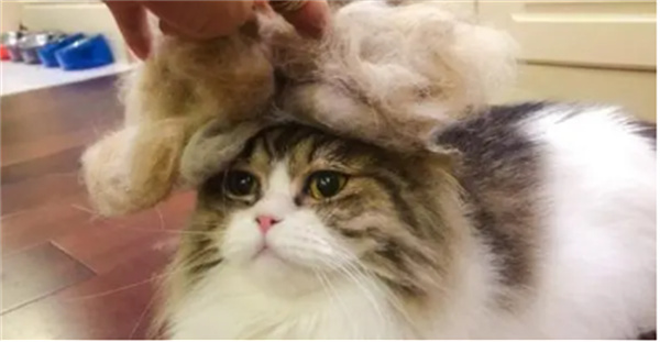 家里猫咪掉毛很厉害是什么原因