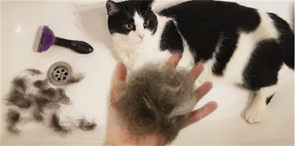 家里猫咪掉毛很厉害是什么原因