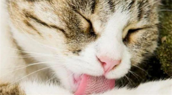 猫咪乳头红肿 知道是什么原因导致的吗