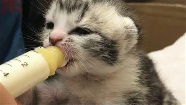 猫早产小猫能活吗  如何进行人工喂养