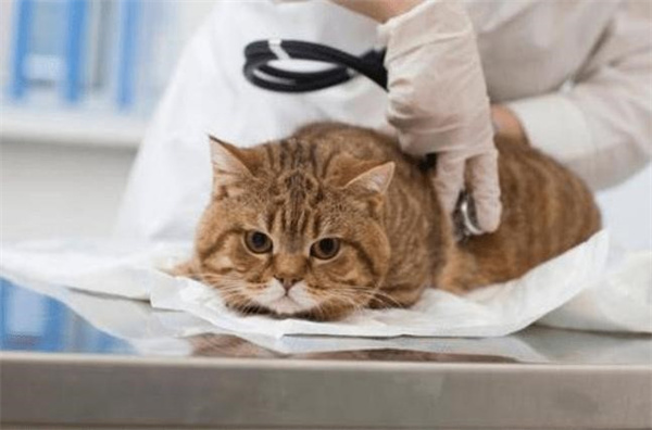 怎么知道猫咪是不是难产 猫产前应做哪些准备预防