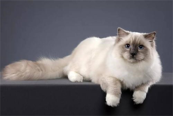 布偶猫的性格特点和饲养方法