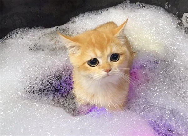 幼猫多大可以洗澡 最好在三个月之后再洗吧
