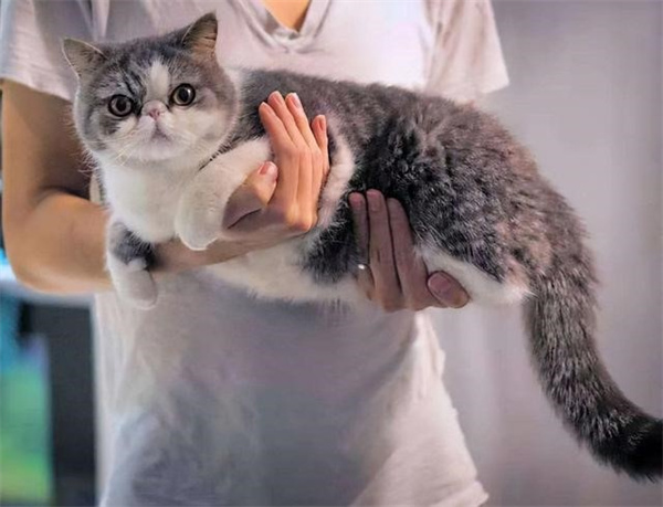 新手养猫必看：接猫 护理 喂养 医疗 都是你想了解的