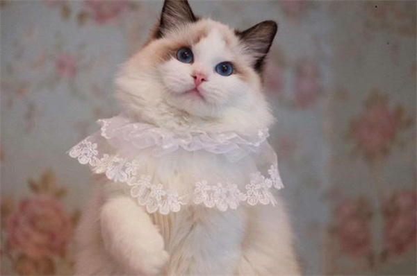 布偶猫是哪产的 布偶猫性格怎么样