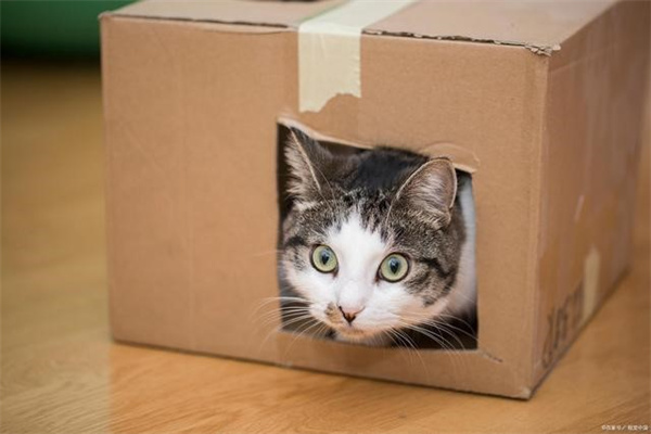 猫咪为什么喜欢纸盒子 猫咪喜欢钻进盒子里的原因