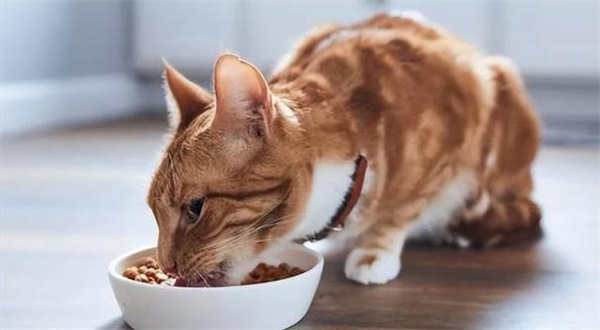猫咪消化系统的疾病——胃炎、肠梗阻